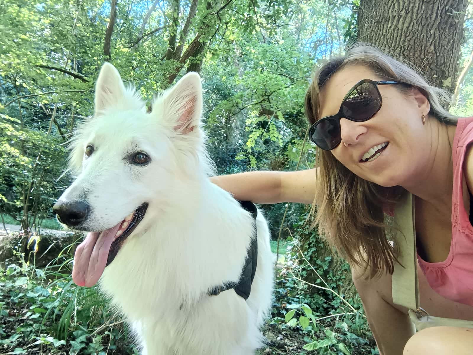 Promenade de chiens en extérieur
