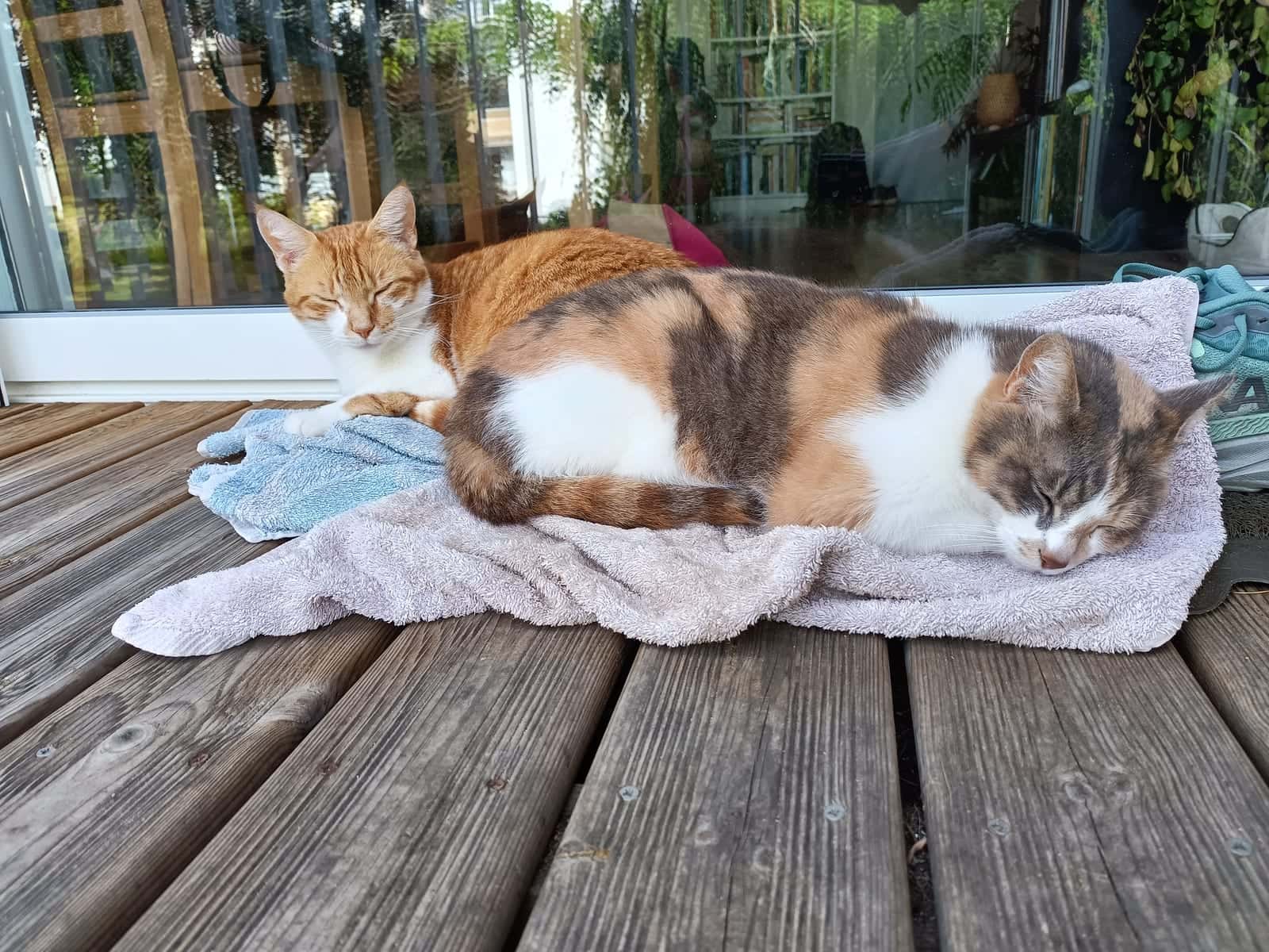Thaline, chatte tricolore, et Thiroux