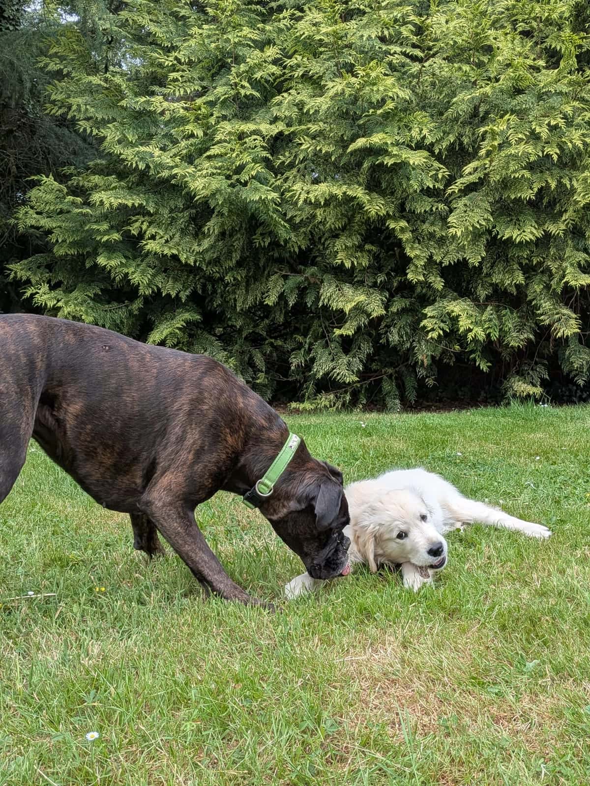 Reiko, boxer brungé avec Bonzai, golden chiot