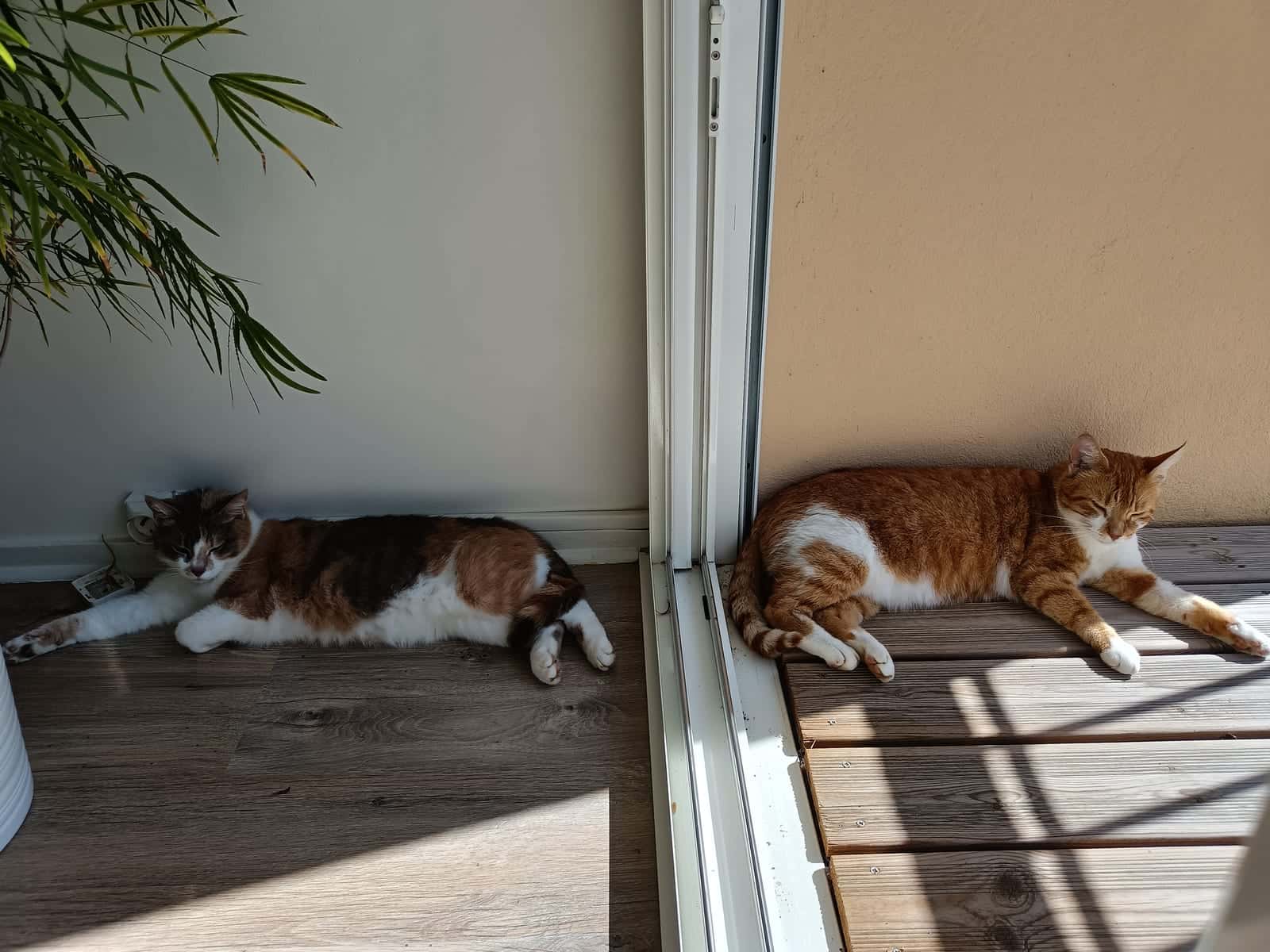 Thaline, Chatte écaille de tortue paisiblement installée avec Thiroux