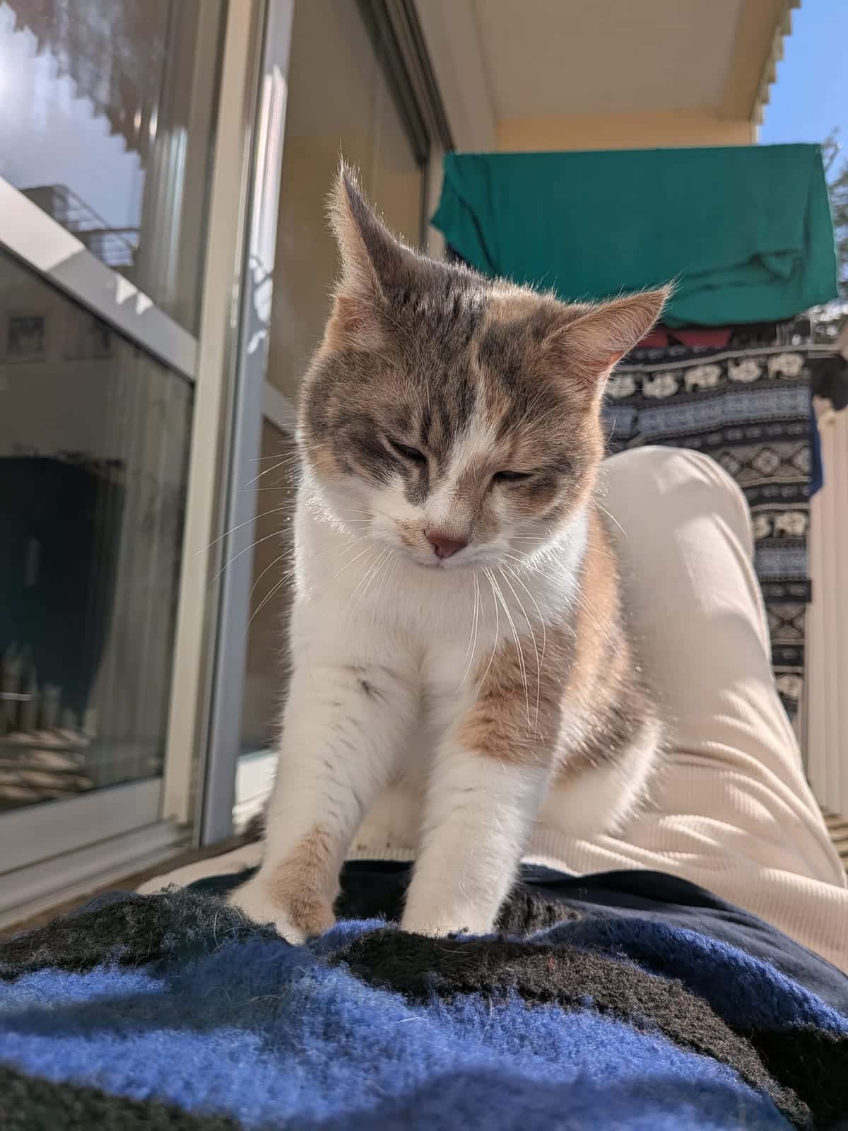 Chat détendu chez lui