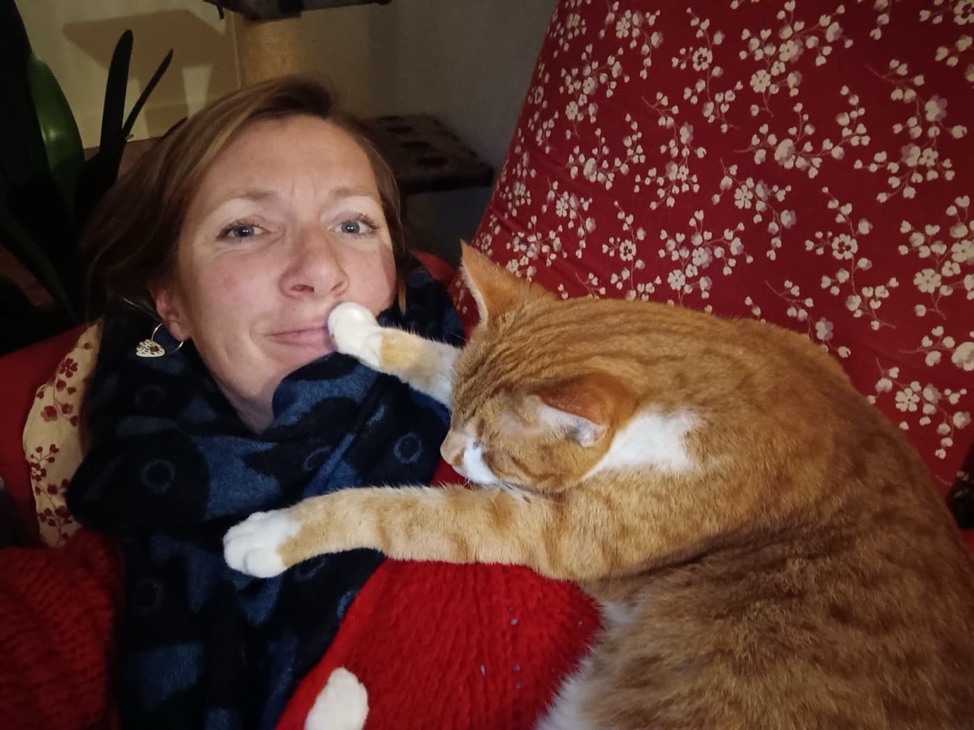 Chat serein à la maison