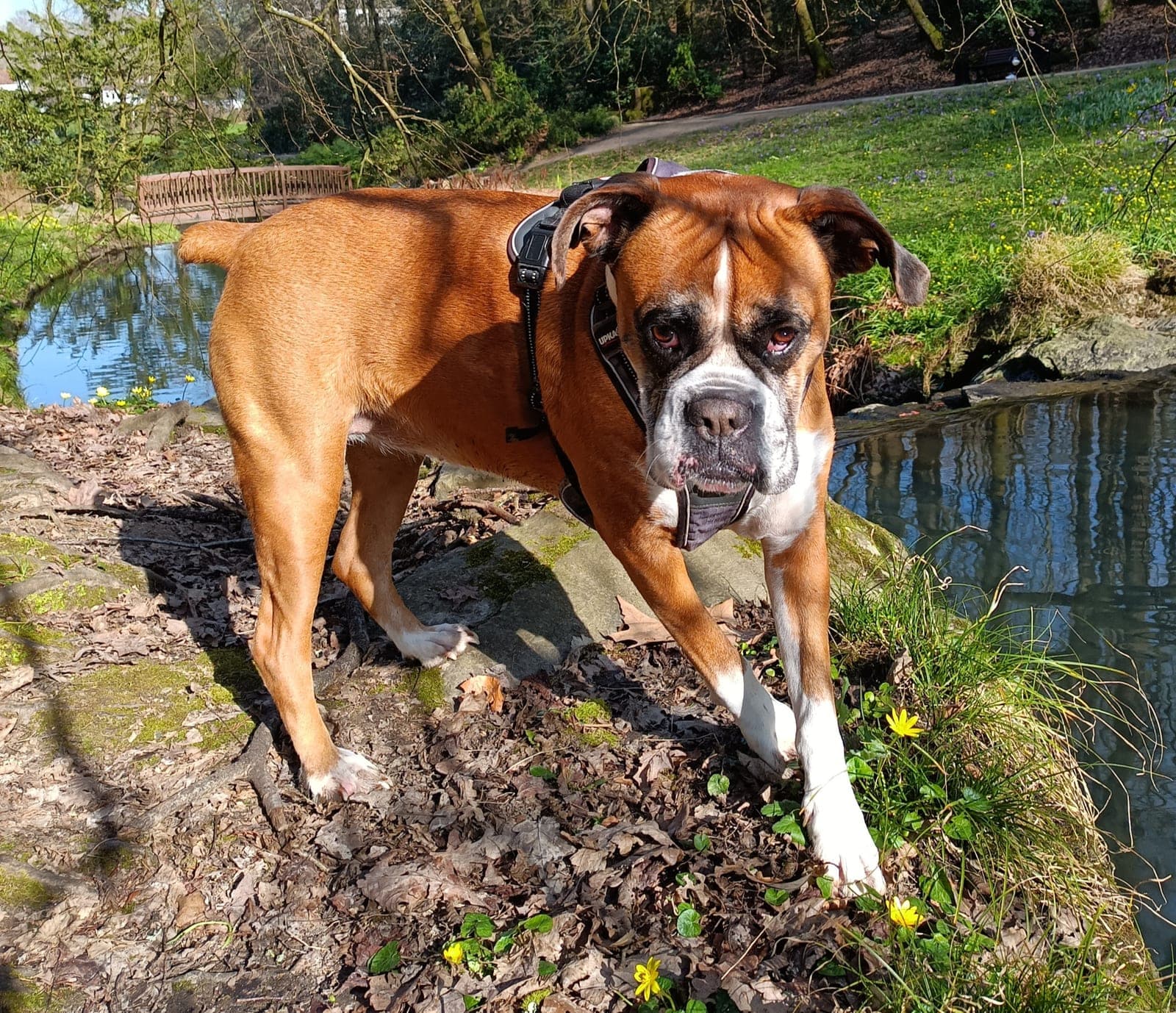 Edel, boxer fauve, en balade