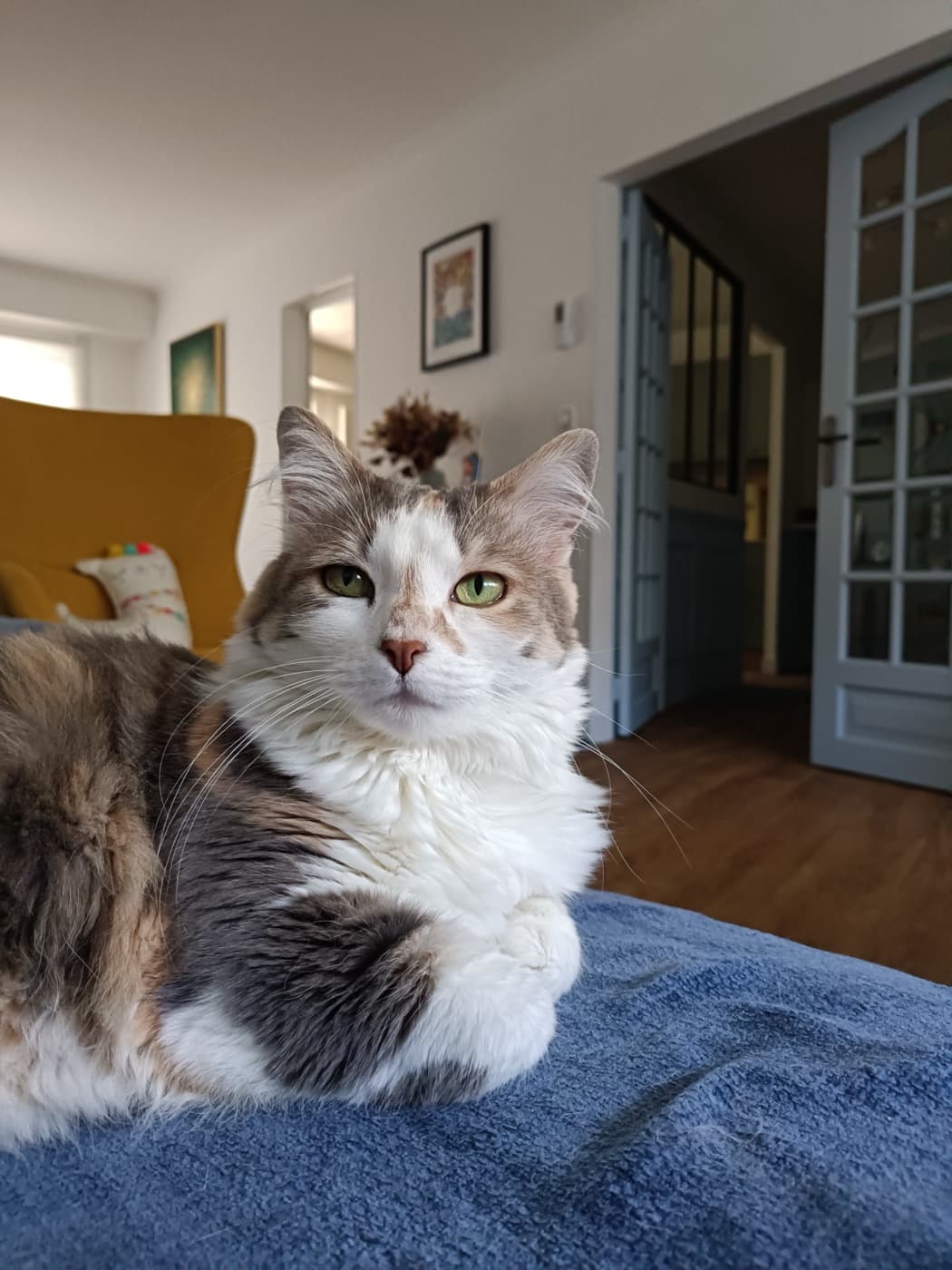 Minou détendu pendant sa garde à domicile