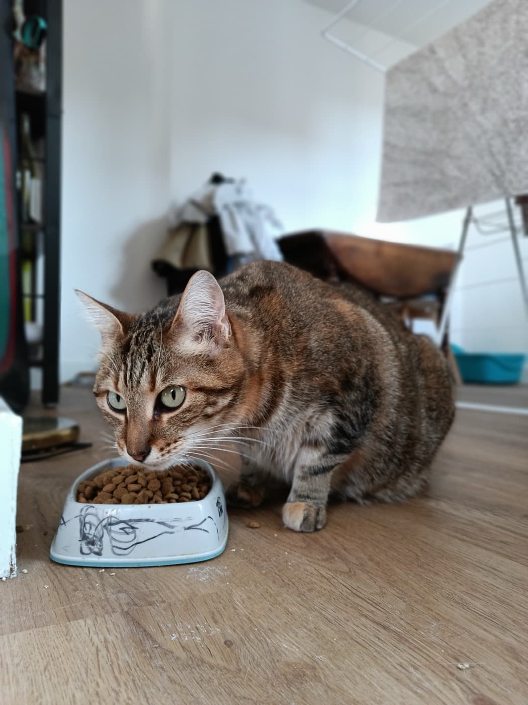 Chat épanoui à domicile près de Nantes