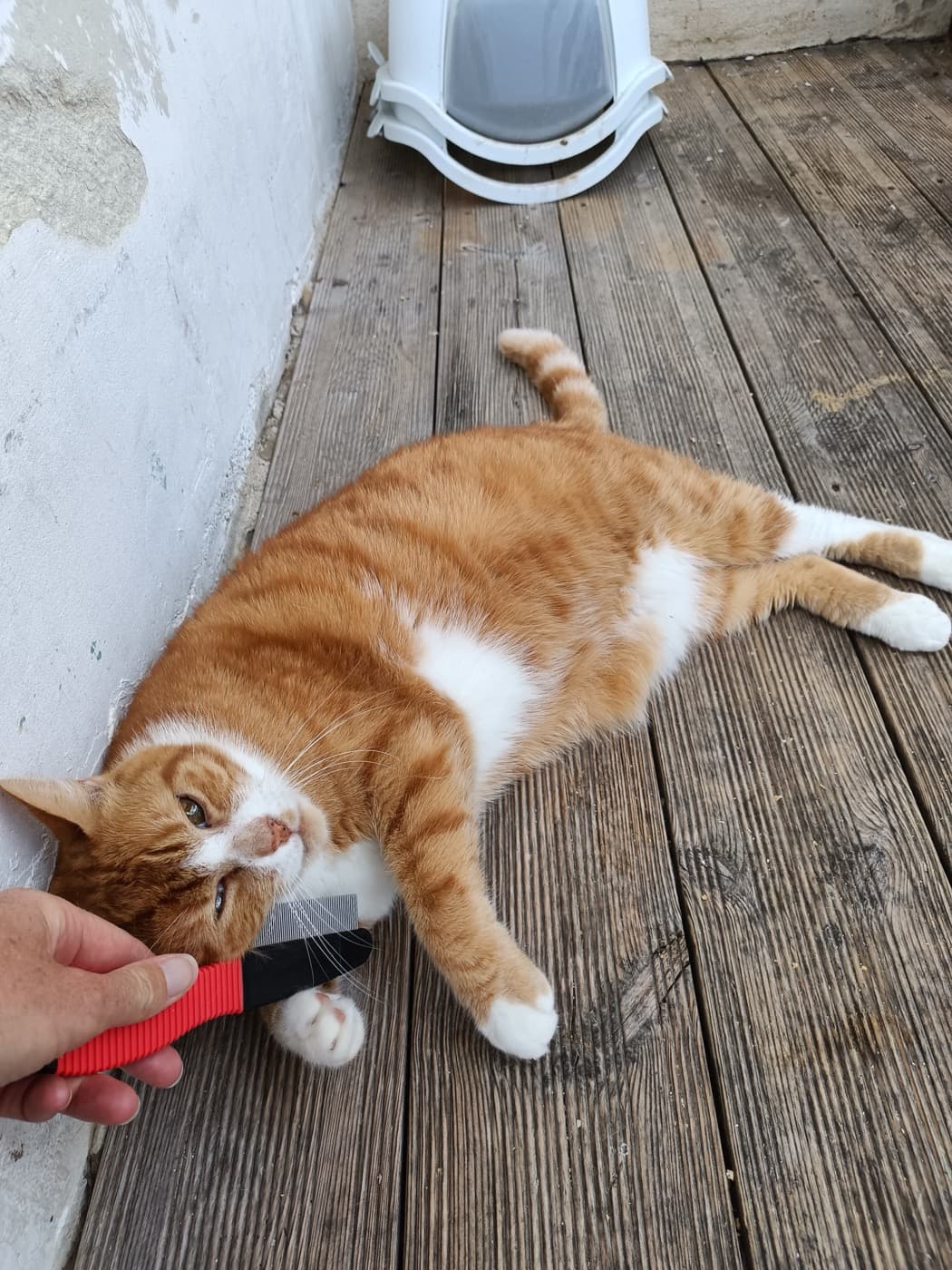 Garde de chat à domicile, région nantaise