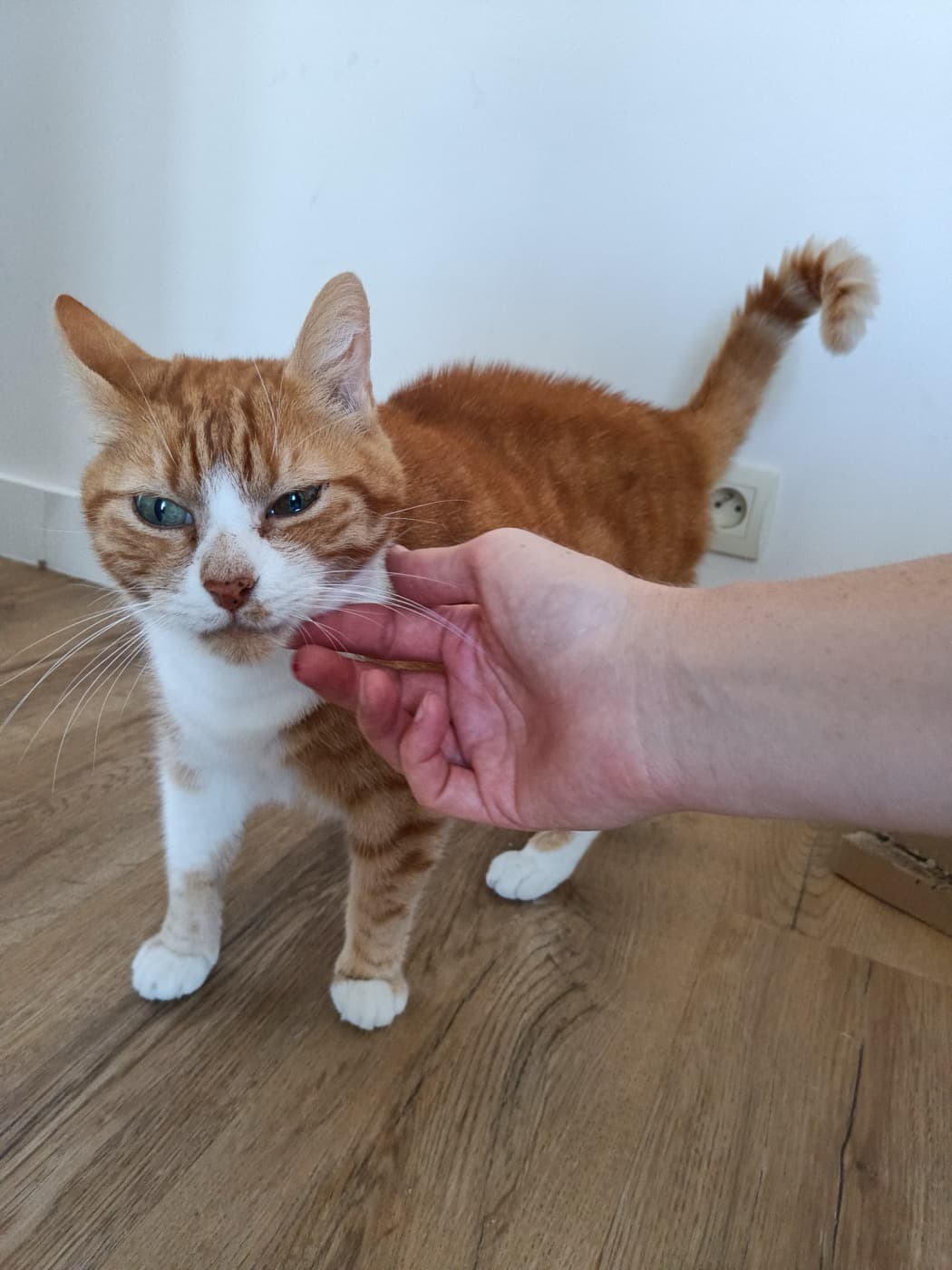 Chat gardé à domicile à Nantes