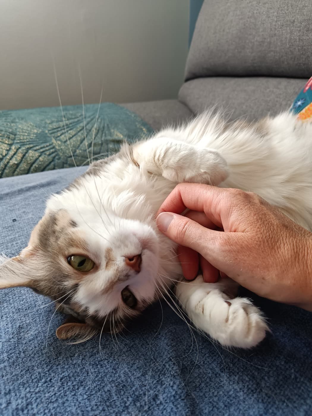 Chat paisible surveillé à la maison