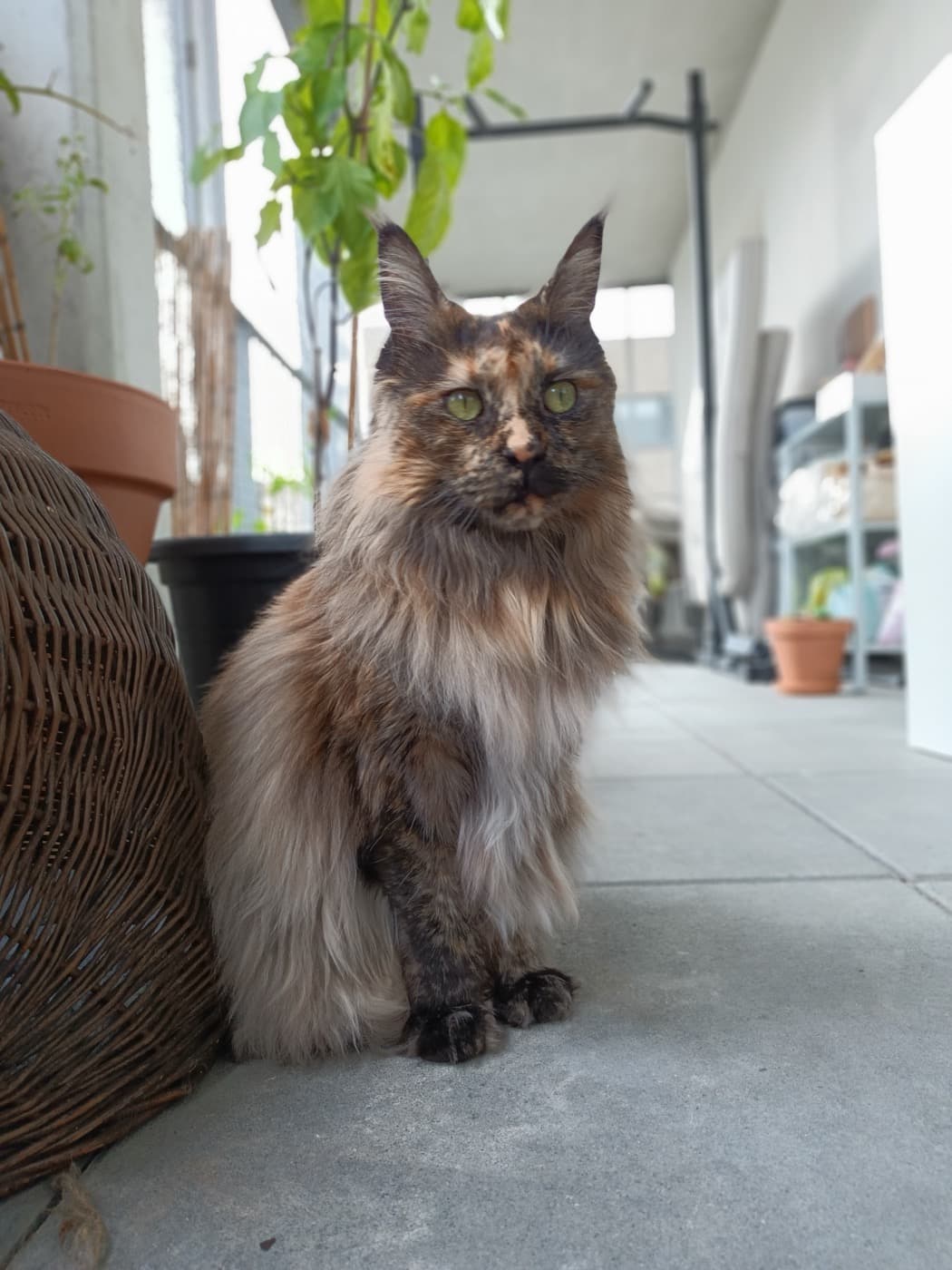 Chat veillé chez lui par Des coussinets de velours