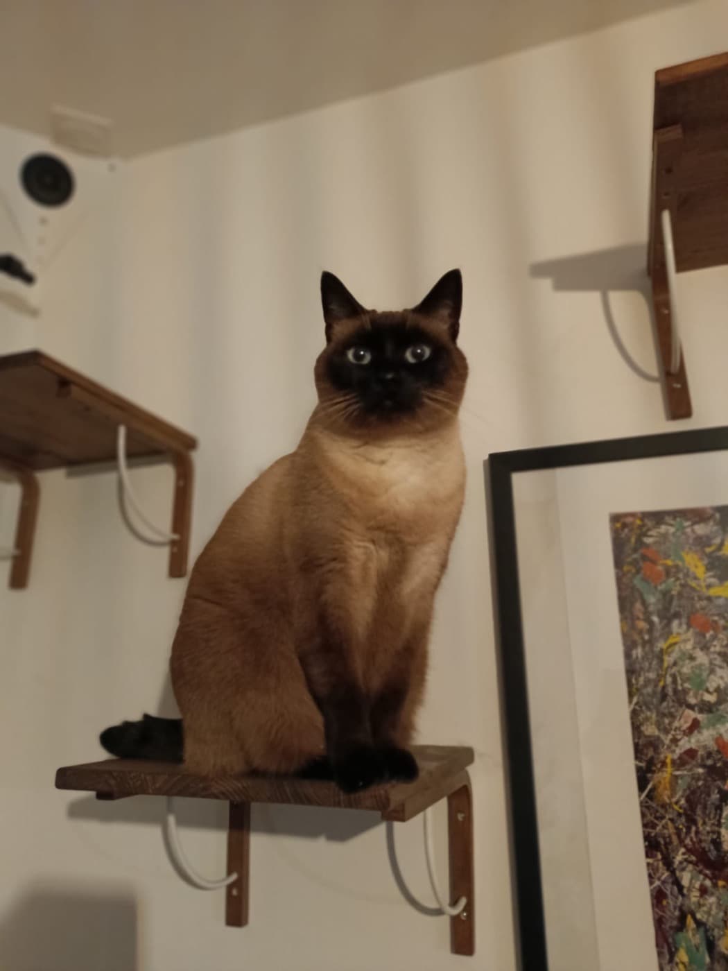 Cat-sitting à Nantes : chat serein à la maison