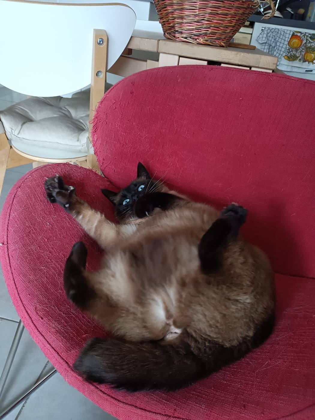 Chat veillé chez lui par Des coussinets de velours