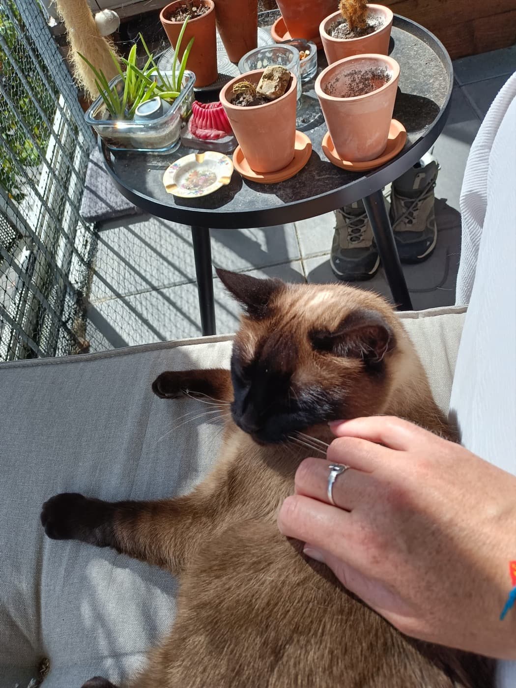 Cat-sitting à Nantes : chat serein à la maison