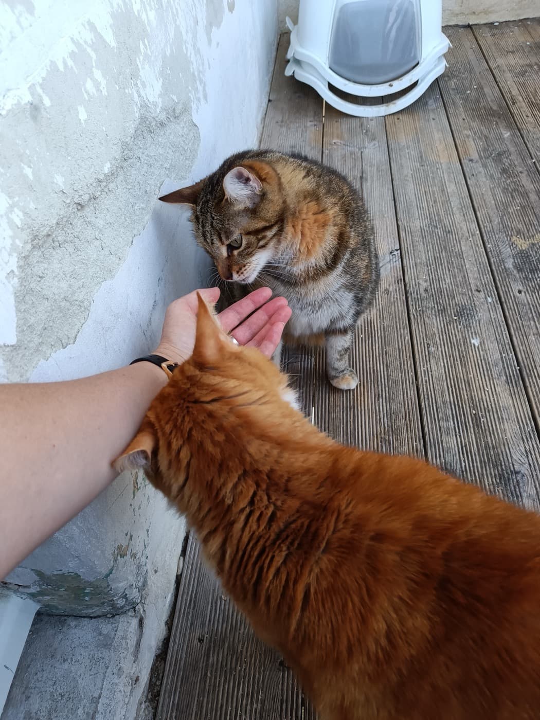 Chat chouchouté durant l'absence de ses maîtres