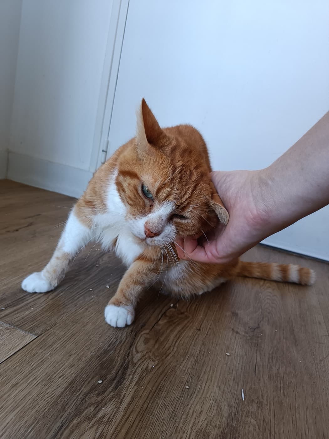 Félin tranquille lors d'une garde à domicile
