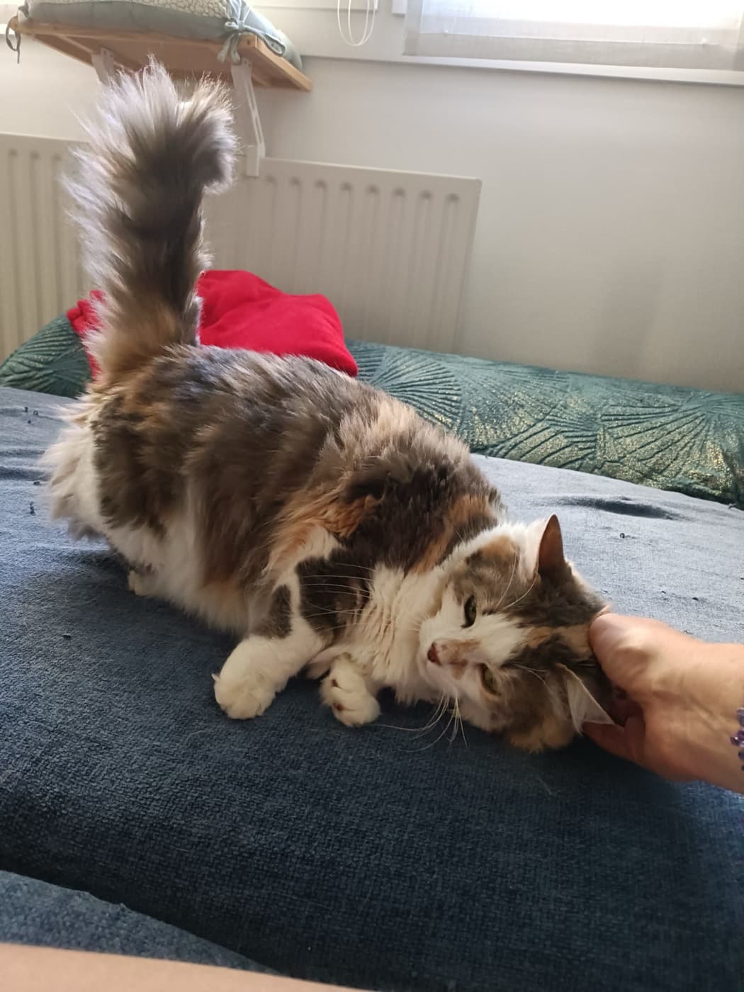 Chat rassuré dans son environnement, garde à Nantes