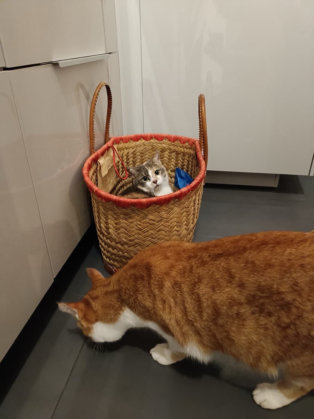 Minou câliné pendant une visite de cat-sitting