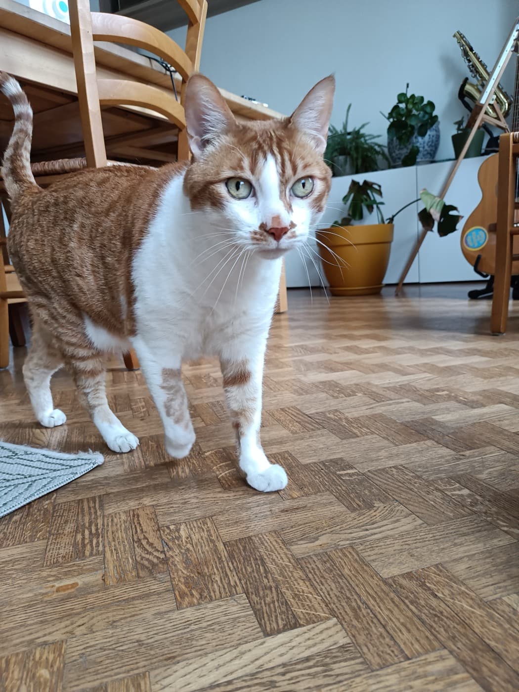 Garde de chat à domicile, région nantaise