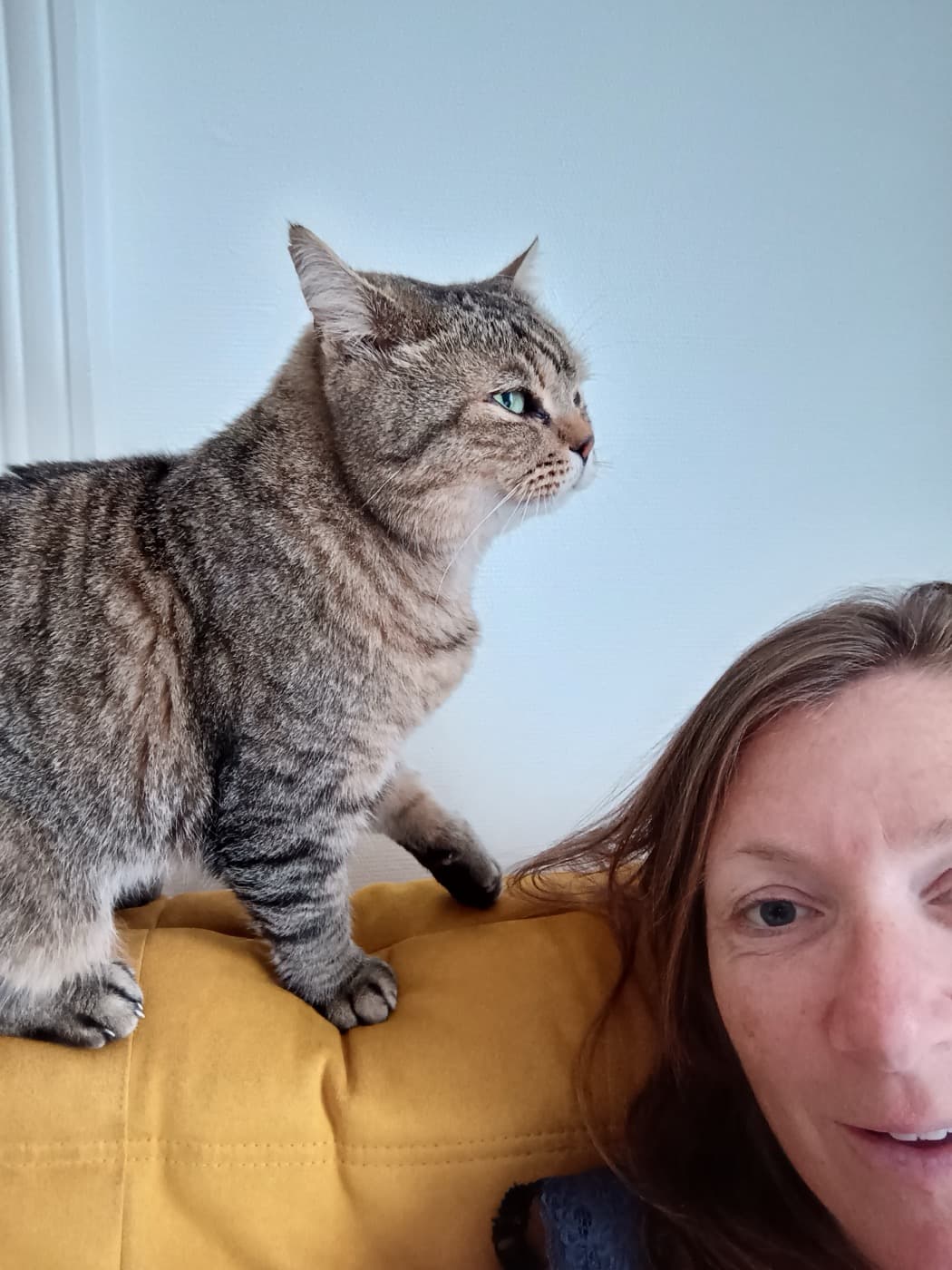 Chat paisible surveillé à la maison