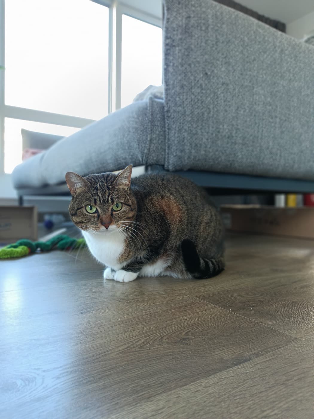 Visite à domicile pour un chat serein à Nantes
