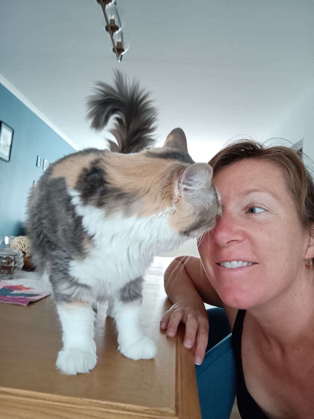 Chat chouchouté durant l'absence de ses maîtres