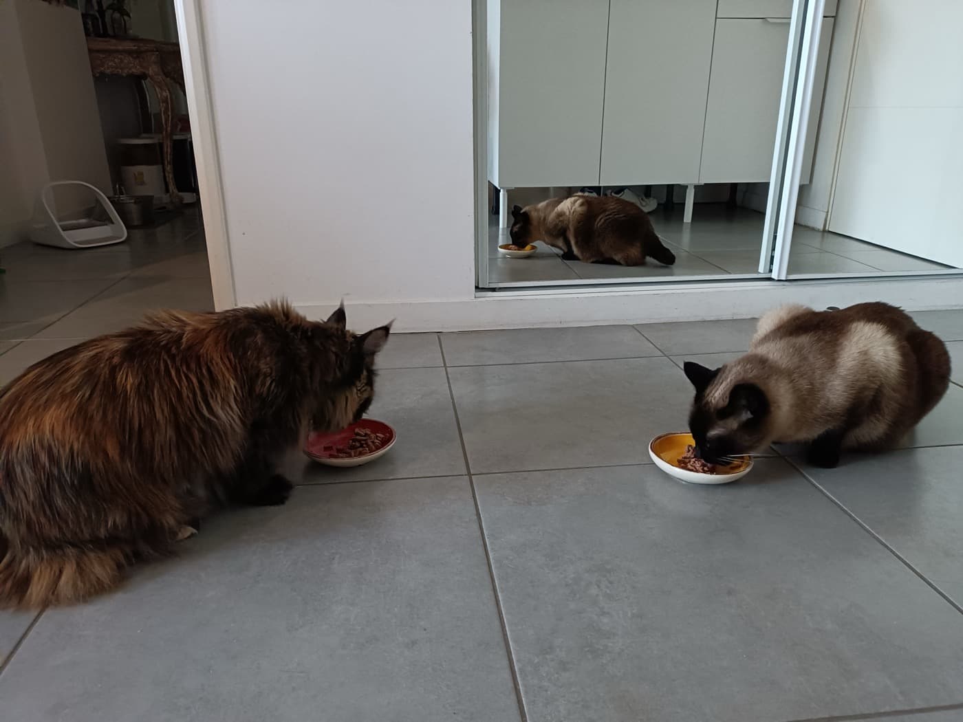 Chat gardé à domicile à Nantes