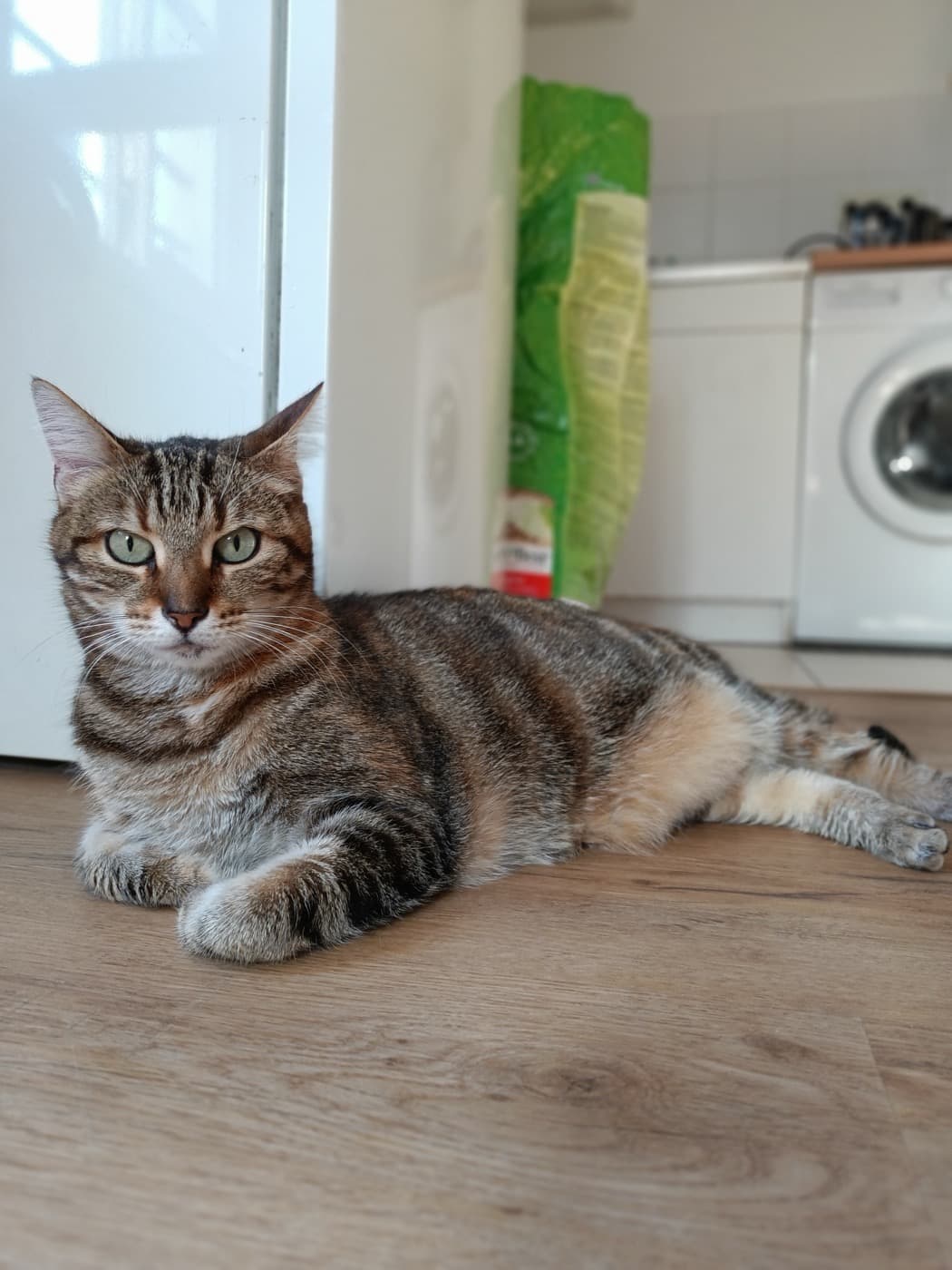 Félin tranquille lors d'une garde à domicile