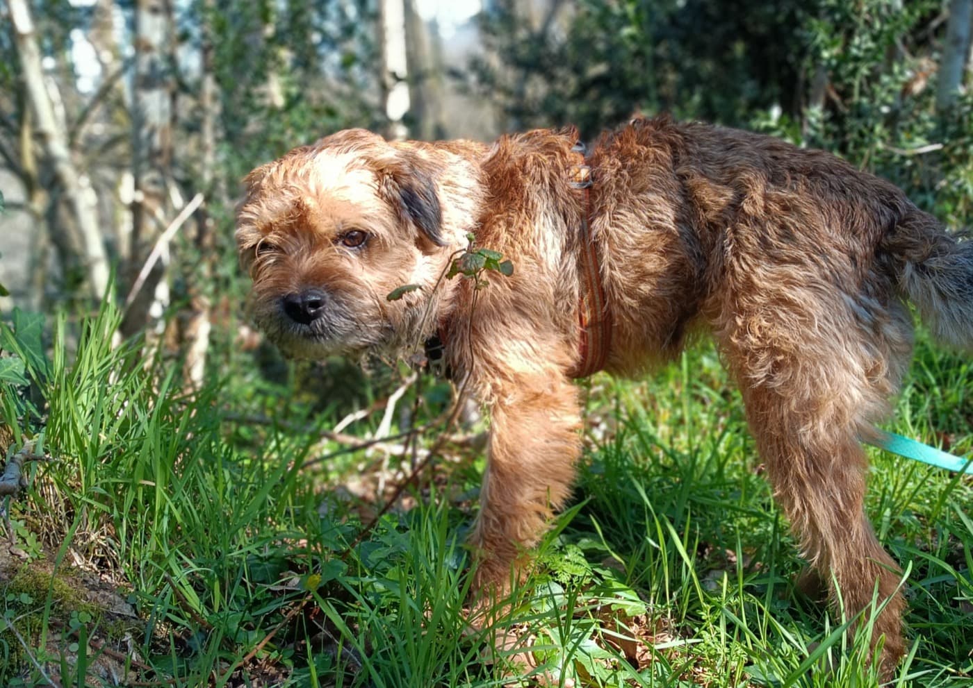 Nioky, fox terrier fauve en balade dans les bois