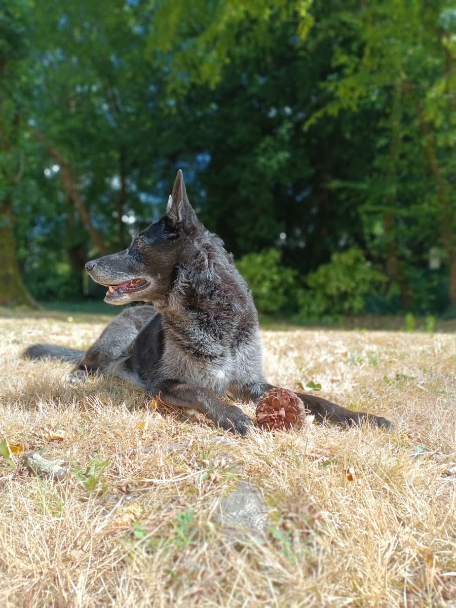 Chien épanoui lors d'une balade avec Des coussinets de velours