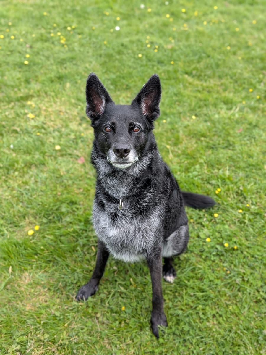 Chien détendu au fil de la promenade