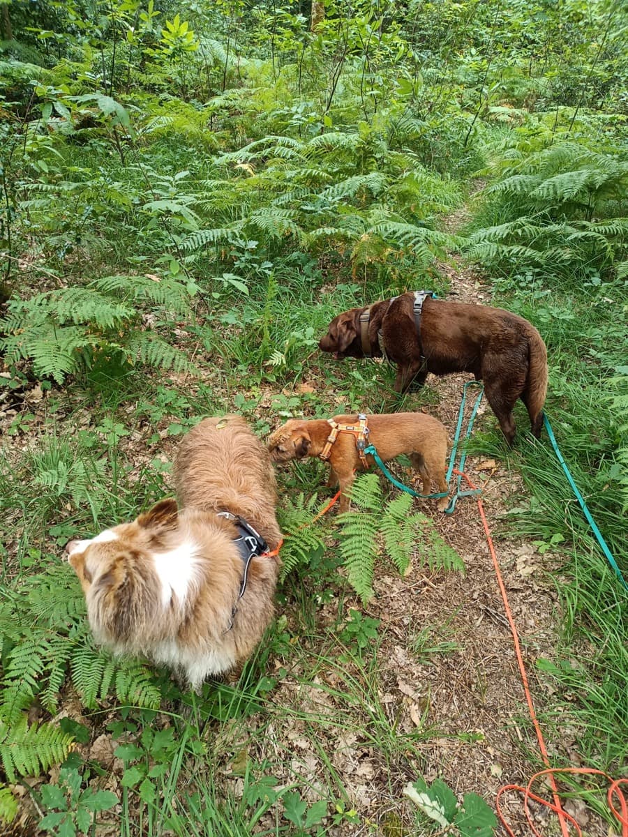 Balade de chien en extérieur, région nantaise