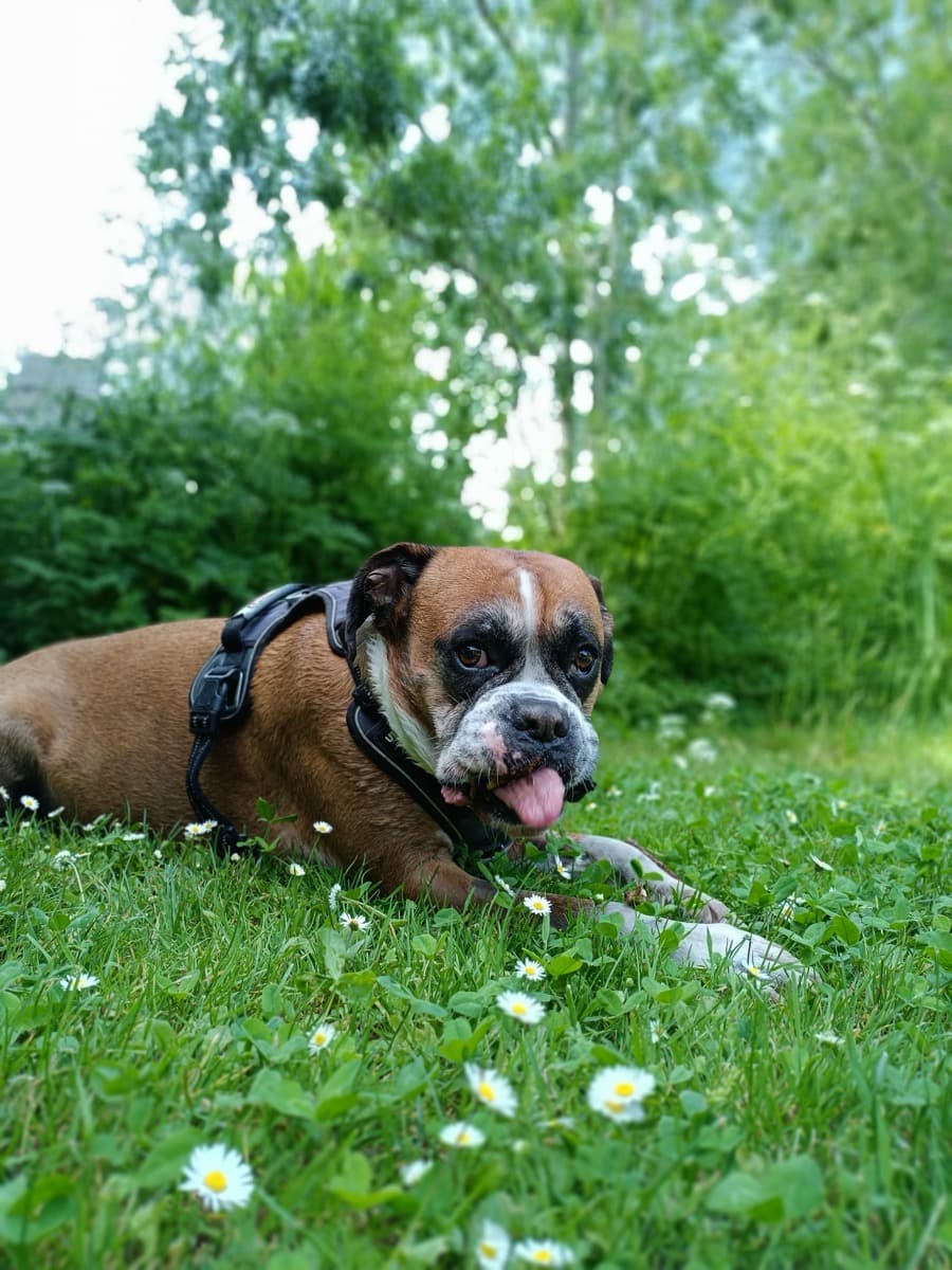 Promenade canine dans la campagne nantaise