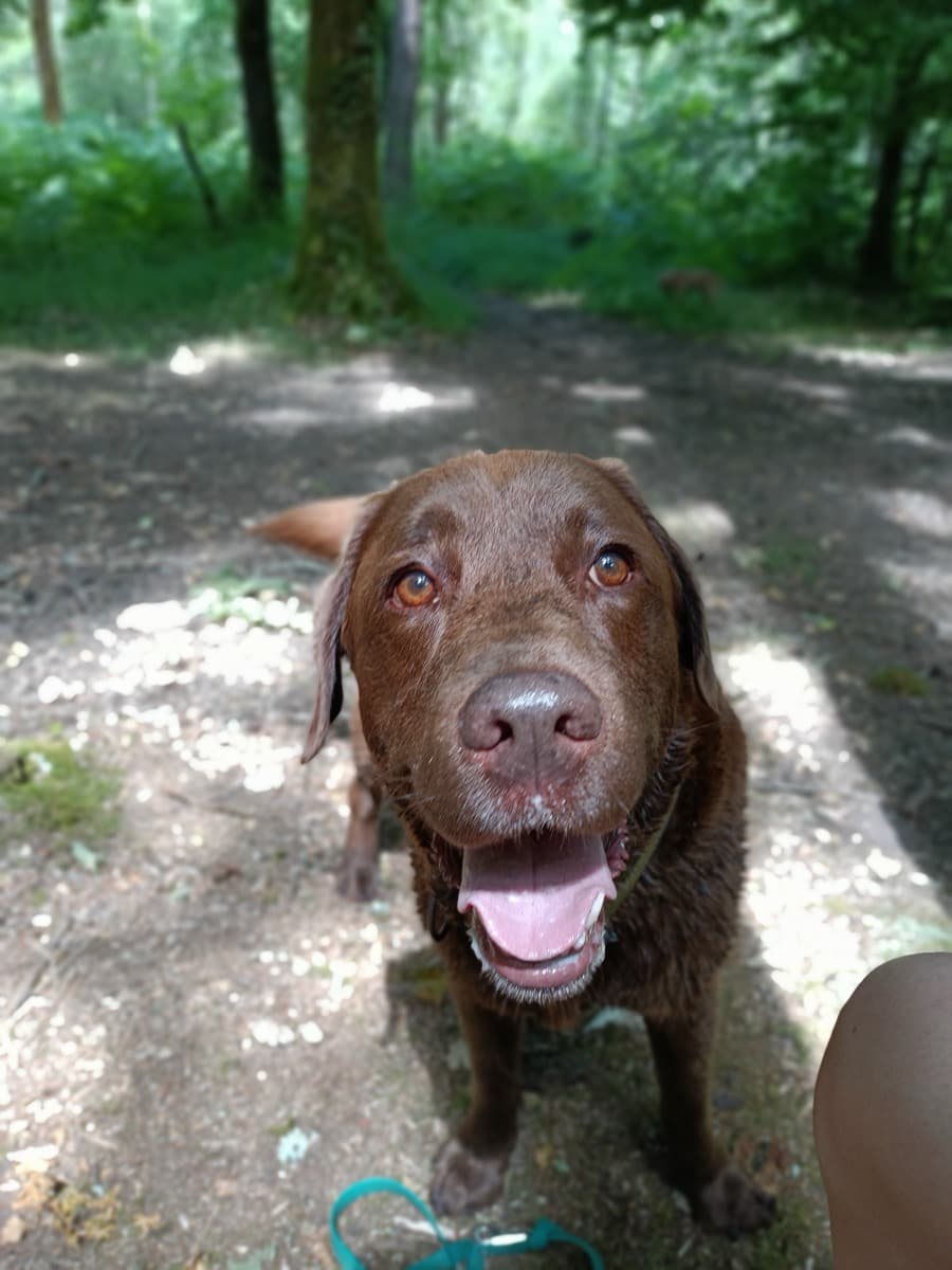 Chien joyeux en balade accompagnée