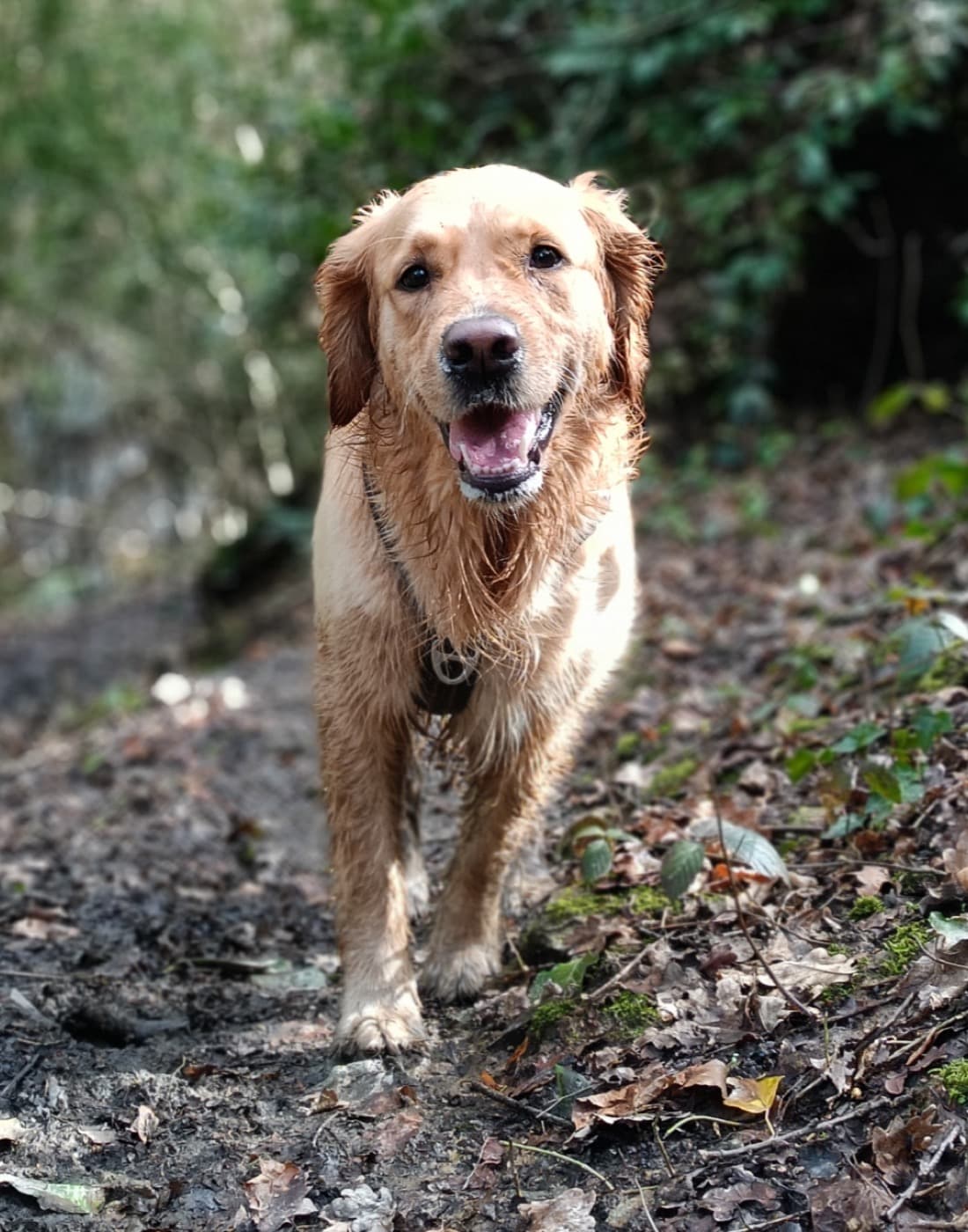Tartine, golden retriever joyeuse sur un chemin de forêt