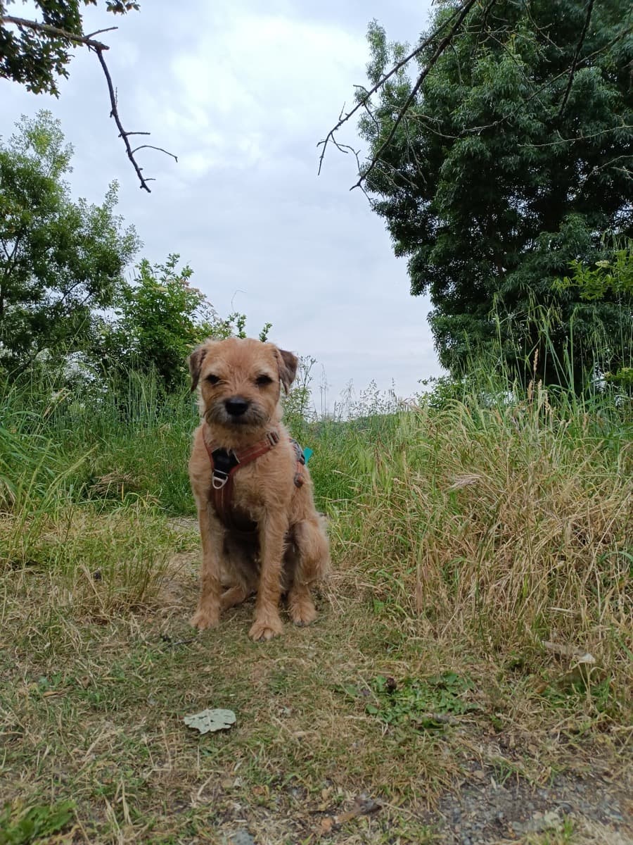 Dog-walking à Nantes : chien heureux en sortie