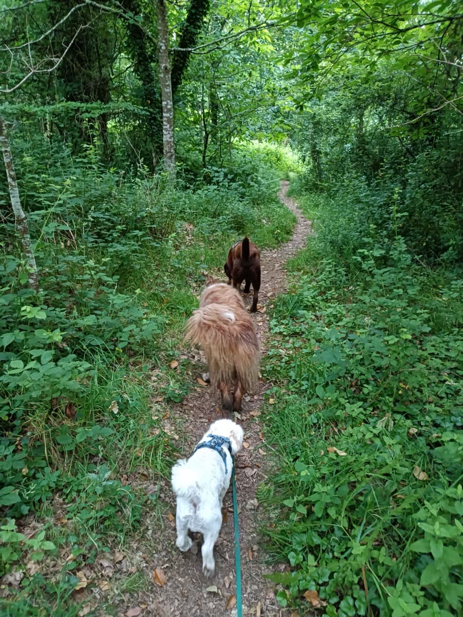 Chien en promenade avec son promeneur à Nantes