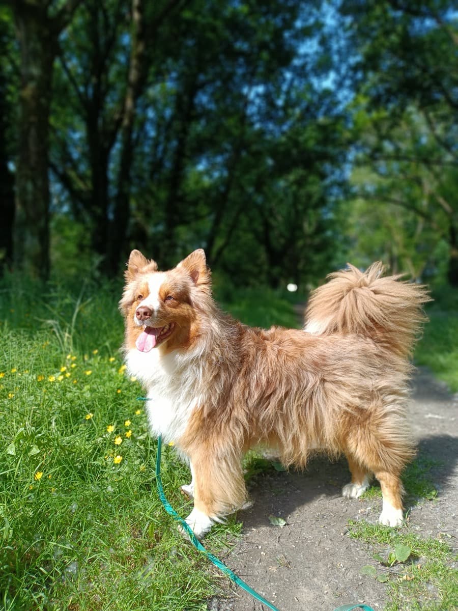 Toutou en vadrouille dans la nature près de Nantes