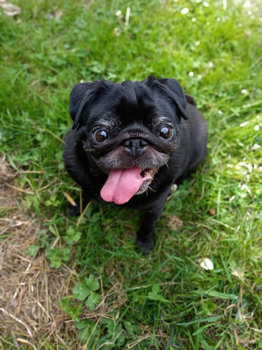 Chien bien dans ses pattes pendant sa balade