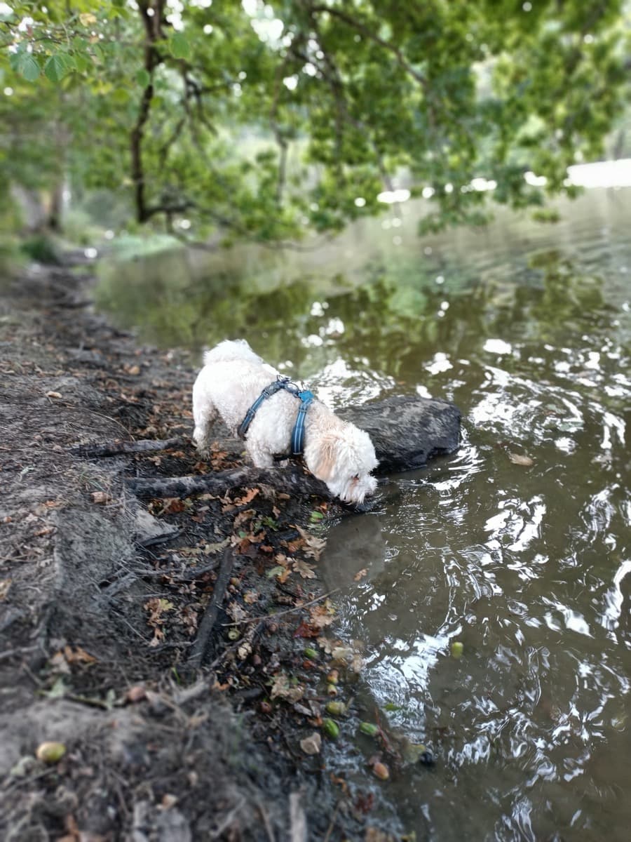 Chien en balade en forêt près de Nantes