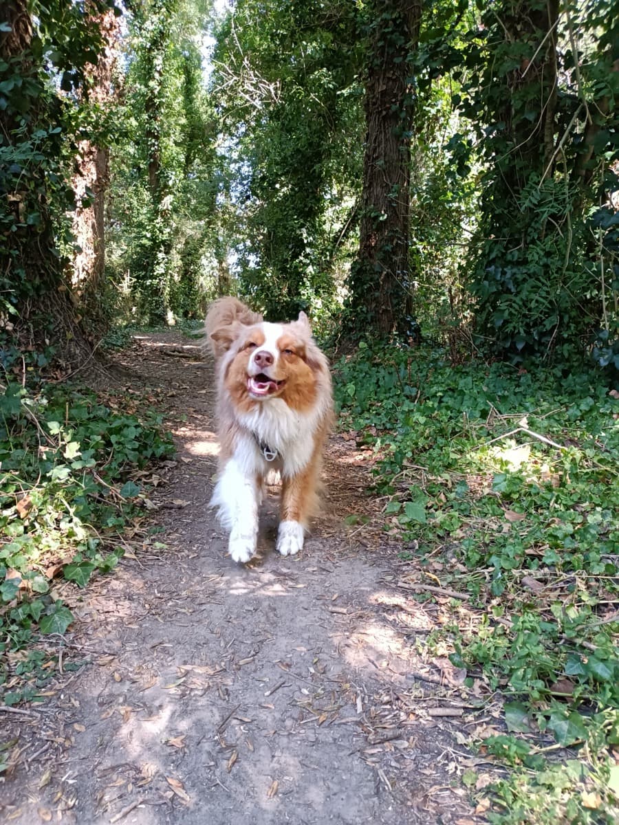 Chien promené en pleine nature autour de Nantes