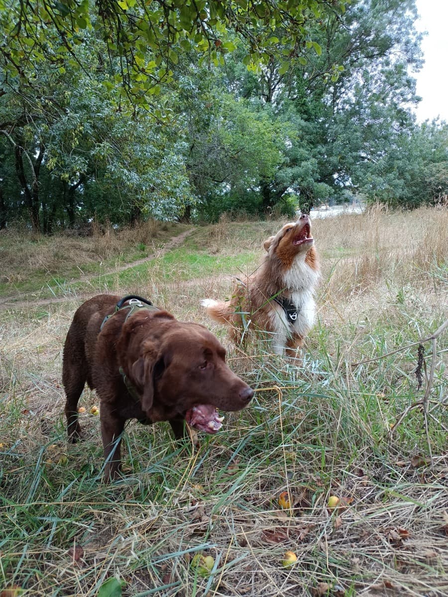 Sortie canine collective près de Nantes