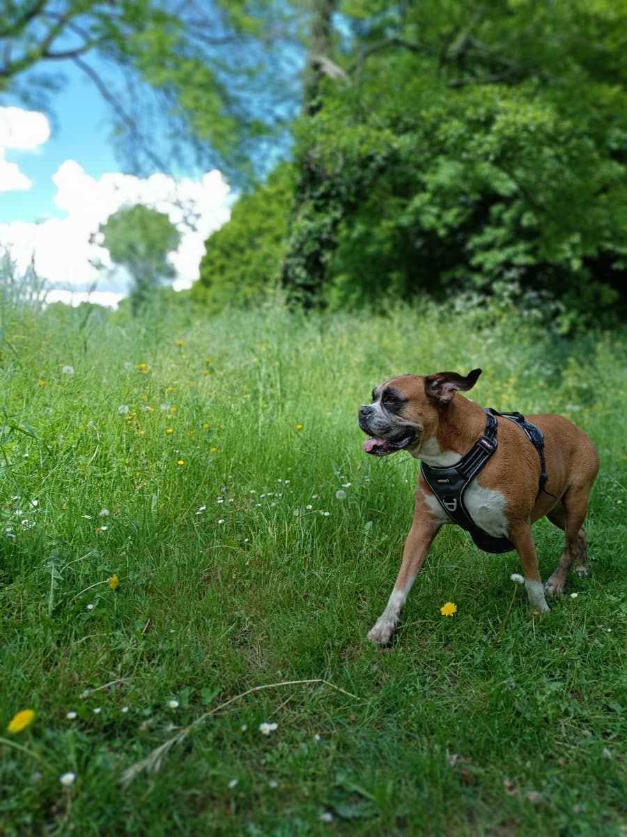 Chien épanoui lors d'une balade avec Des coussinets de velours