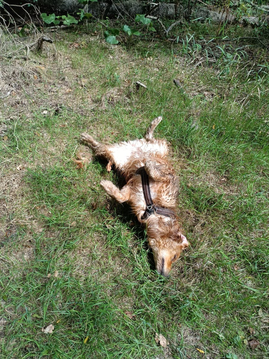 Balade de chien en extérieur, région nantaise