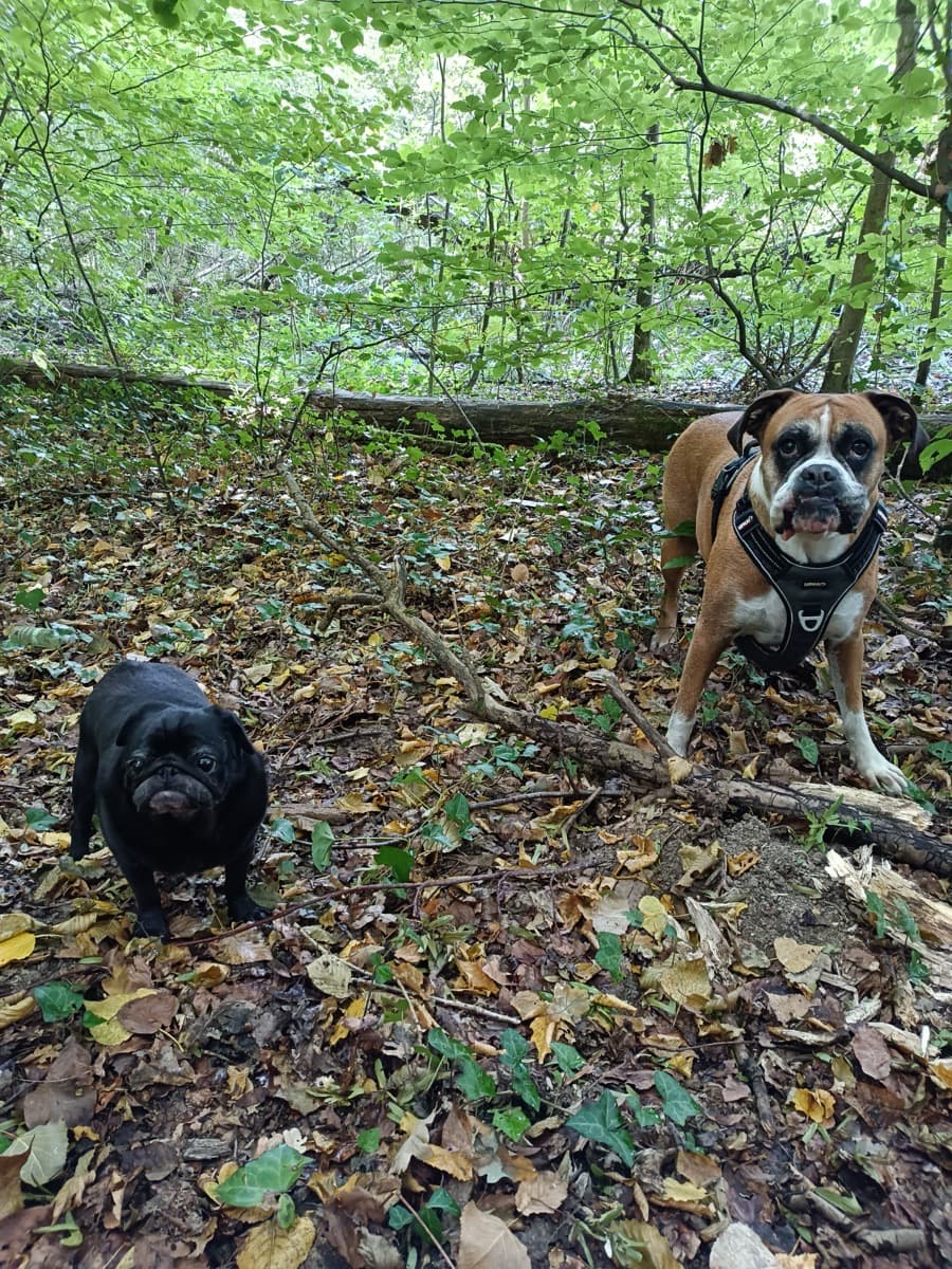 Chiens détendus au fil de la promenade