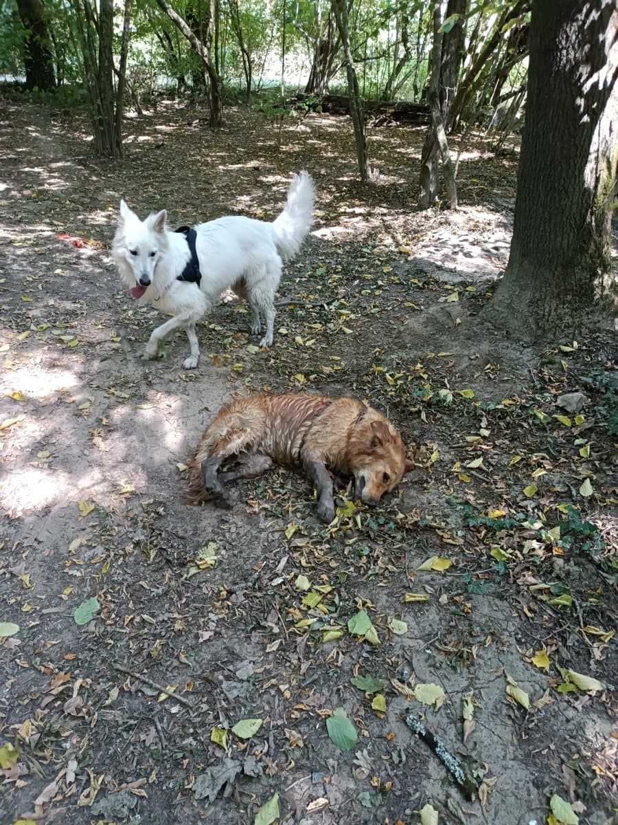 Promenade canine dans la campagne nantaise