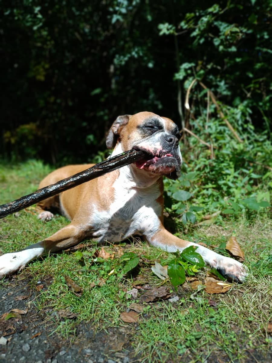 Chien joyeux en balade accompagnée
