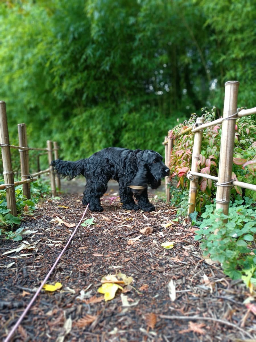 Dog-walking à Nantes : chien heureux en sortie