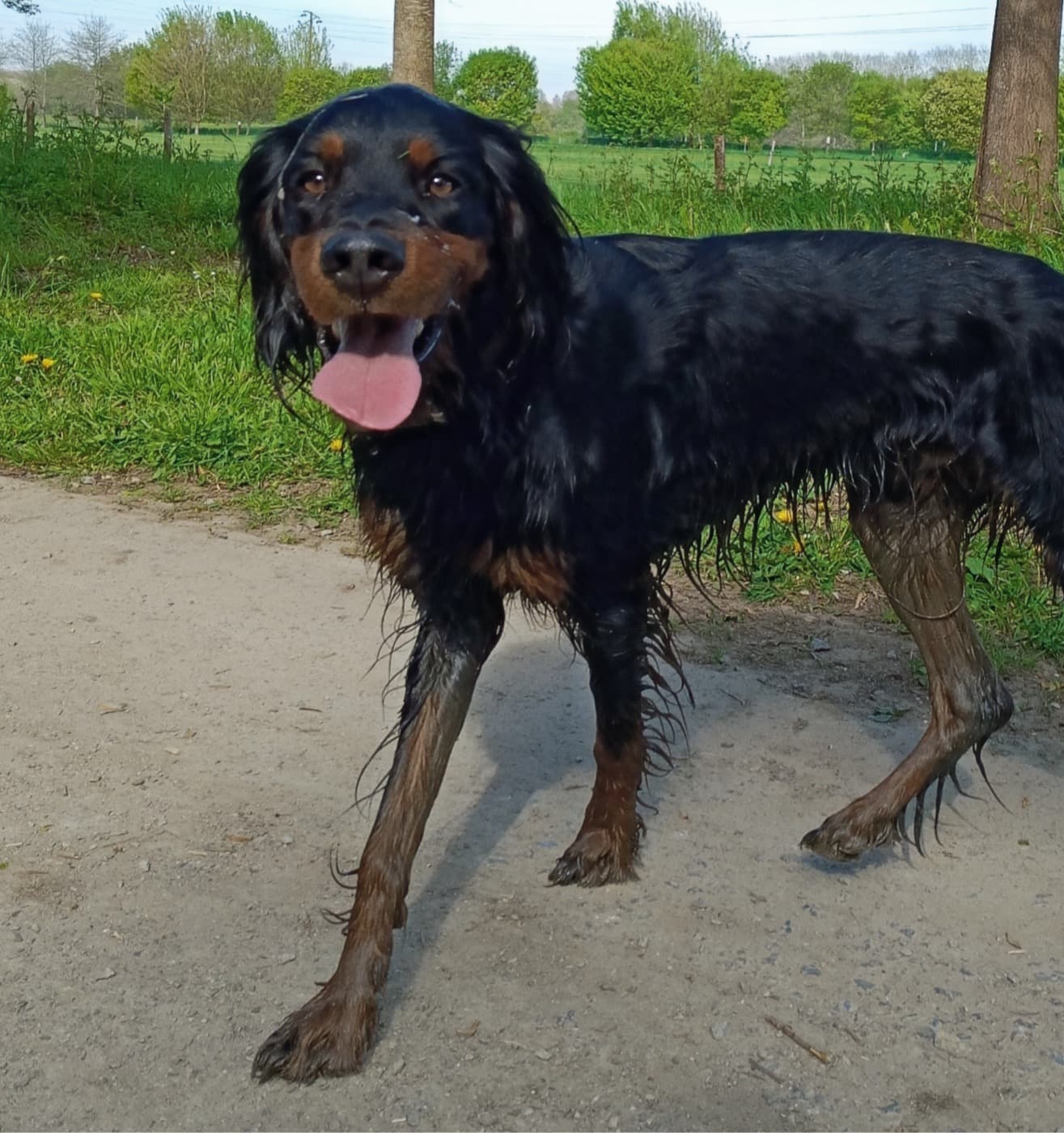 Taïaut, Setter Gordon noir et feu au bord d'un chemin