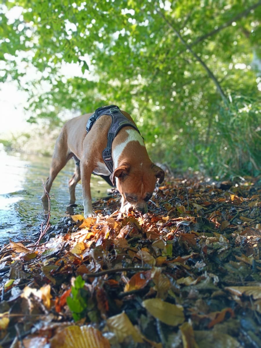 Chien en promenade avec son promeneur à Nantes
