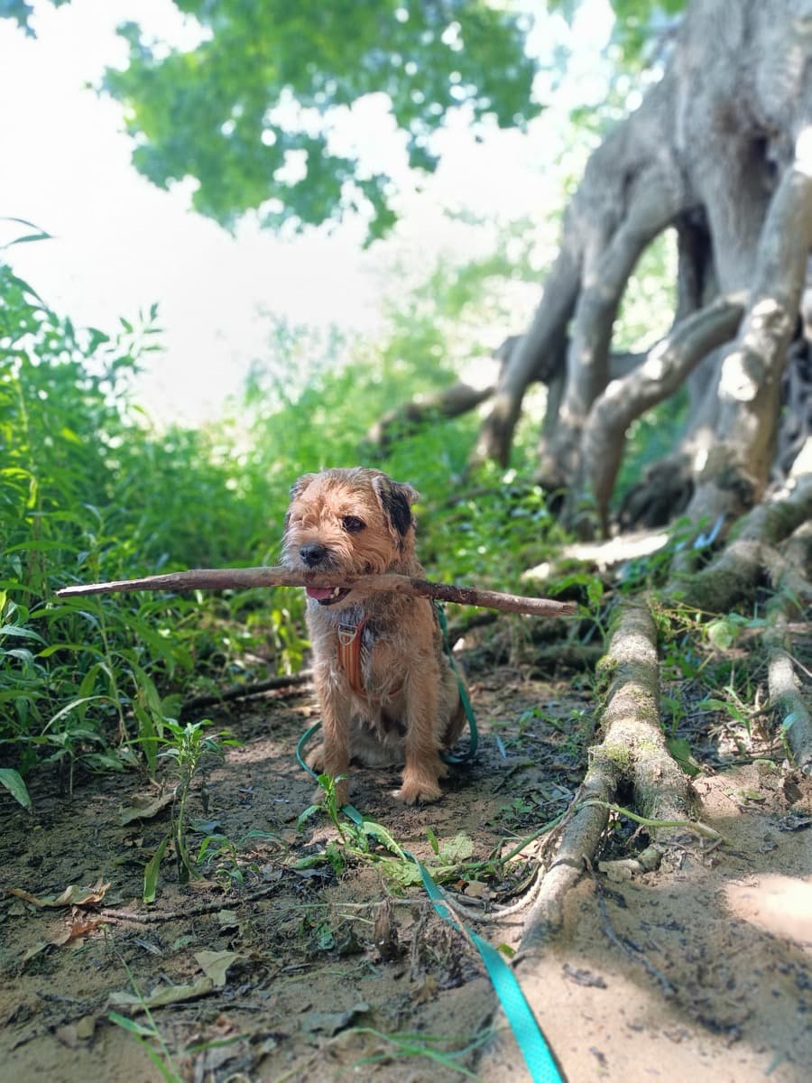 Chien en balade en forêt près de Nantes