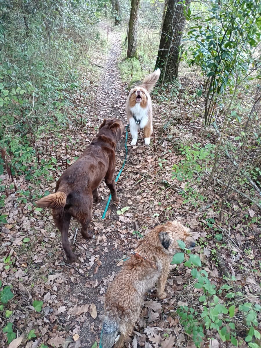 Chien promené en pleine nature autour de Nantes
